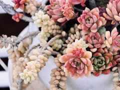 -唐咖精品咖啡(大理古城手冲店)