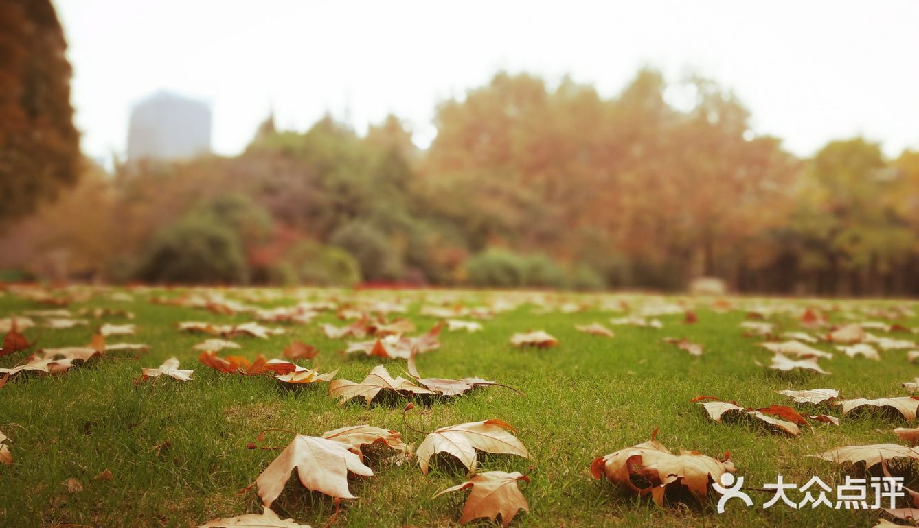 这次来上海住在长风公园附近，清早起来去散散步