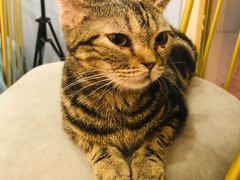 -BABIT巴比特宠物(MOMOPARK店)