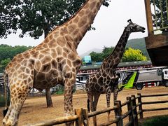 -大连森林动物园