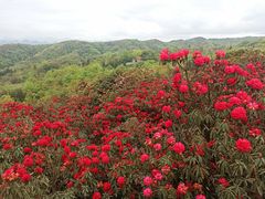 -贵州百里杜鹃风景名胜区