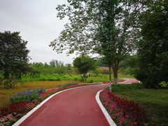 -桤木河湿地公园