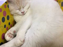 -喵的天空名猫咖啡馆·撸猫·猫舍·用品