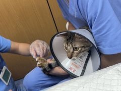 -博特宠物医院24h犬猫全科.骨科·异宠