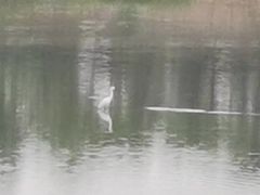 -白鹭湾湿地公园