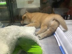 -宠物世家(仲盛世界商城店)
