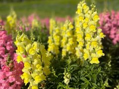 -春花秋色城市公园