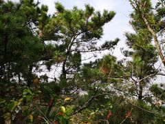 -浮山香苑
