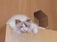 -CAT’S MEWSTAR CAFE·喵星球猫屋(晴湾咖啡店)