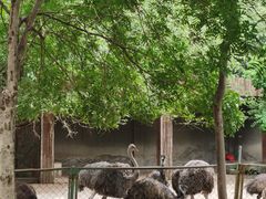 -合肥野生动物园