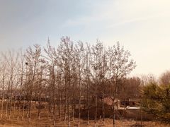 -大兴滨河森林公园