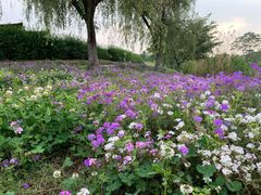 -大塘金香草谷