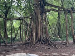 -中国科学院西双版纳热带植物园
