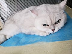 -芭比堂宠物医院·全科爱猫医院·仁德分院