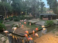 -清迈夜间动物园