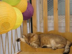 -柴迷FANS CLUB·柴犬狗咖·猫咖