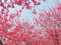 -天适樱花悠乐园