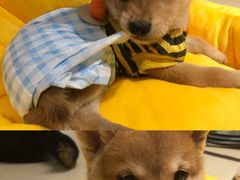 -逗柴咖啡屋·狗咖猫咖宠物桌游