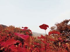-香山公园