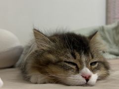 -宠物星动物医院·眼科·异宠·猫科(江南大道总院)