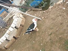 -新合益乡村农庄