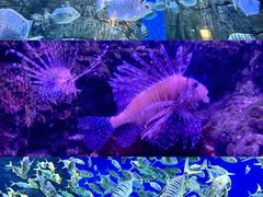 -成都浩海立方海洋公园