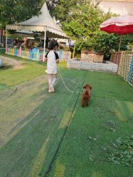 -萌宠亲子动物乐园(槐房万达店)