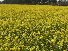 -上海多利农业发展有限公司