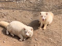 -西霞口神雕山野生动物世界
