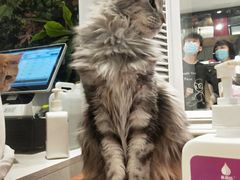 -猫小院猫主题餐厅(三里屯店)