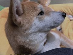 -逗柴咖啡屋·狗咖猫咖宠物桌游