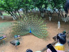 -昆明动物园