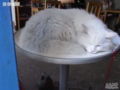 -Babycat私家御饼屋(龙头路一店)