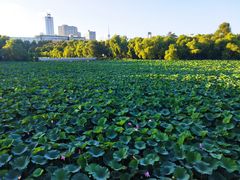 -长春市南湖公园