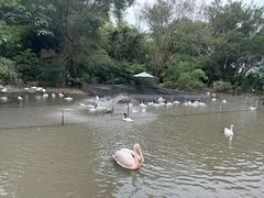 -广州长隆飞鸟乐园