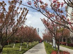 高东镇樱花园-高东镇樱花园