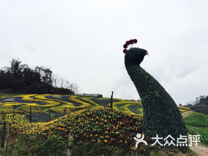 清溪谷花田酒地图片