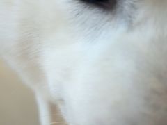 -怪兽屋·羊驼·猫咖·狗咖(俊华广场店)