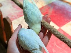 -上海大自然野生昆虫馆(东方明珠·爬宠昆虫探索中心)