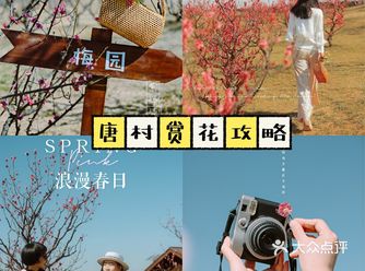 西安新晋赏花地——长安唐村