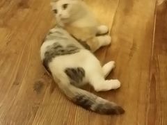 -猫色咖啡·猫咖