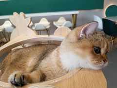 -飞行喵MR PILOT|猫舍·猫咖(静安大融城店)