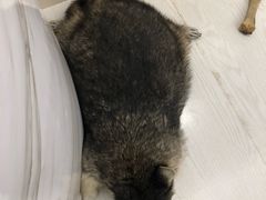 -浣熊柯尔鸭土拨鼠·电玩咖