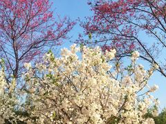 -天适樱花悠乐园