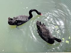 -玄武湖景区-情侣园游乐场