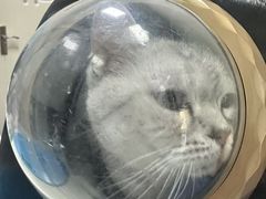 -顺强宠物诊所·狂犬免疫·夜诊·骨科(嘉定店)