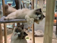 -momokira米努特·德文卷毛猫·棉花面纱犬