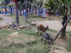 -灵玲国际马戏城
