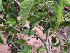 -东方鼎信农副产品交易中心