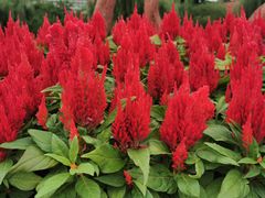 -西南民族大学南区(双流校区)